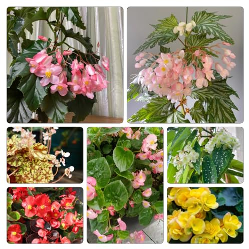 semillas de begonia Variedades antiguas y resistentes ornamentales con Jardín rocas, pleno sol, Decoraciones 550pcs
