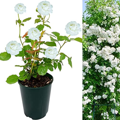 Rose Bush Guirlandes D'amour - Floribunda White Rose Bush for The Garden in a 3Litre Pot (1)