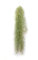 PLANDAIRE - Plantas de Aire Naturales Tillandsia Natural Usneoides - Clavel del Aire - Planta Aerea Natural Barba de Viejo - Plantas Colgantes - Plantas de exterior - Planta de Interior (1, 50-60 cm)