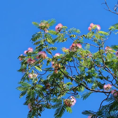 Albizia julibrissin - seda semillas de jardín trepadoras resistentes jardín en sostenibles balcón 450semillas