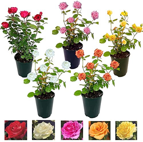 Carbeth Plants Yellow Potted Rose Bush in 3 Litre Pot - Vibrant Hybrid Patio Roses - Strong & Healthy Plant Low Maintenance Garden Shrub - Abundant Blooms, Garden & Container Ready