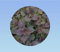 800 graines shiso rouge/violet pourple - perilla - persil japonnais - cuisine japonnaise - plante aromatique