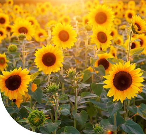 Tournesol géant 'Taiyo' (Helianthus annuus) - 2.500 graines - Hauteur de croissance : 180 cm - Belle floraison estivale annuelle - Semences de haute qualité