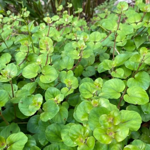 Centella cortadas semillas de jardín de interior semillas comprar perennes resistentes decoración sala estar exóticas jardín 50pcs