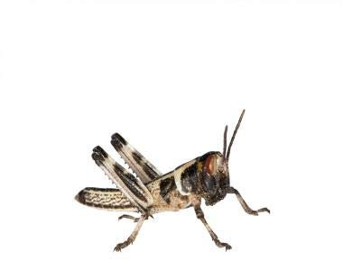 Feeders & More - Heuschrecken - Wüstenheuschrecken KLEIN - 100 Stück - Lebendfutter Insekten Wuestenheuschrecken - Futter für Reptilien, Bartagamen und Amphibien - Futterinsekten & Haustierfutter