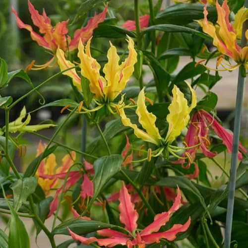 Bulbos de lirio de fuego, trepadoras resistentes de rápido crecimiento gloriosa superba, decoración de jardín para exterior de balcón resistentes exóticas 6pcs