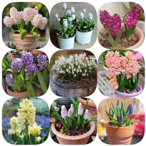 6bulbi di giacinti perenni resistenti - decorazione del soggiorno di giacinto, giardino da perenni, resistenti
