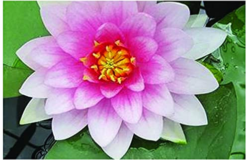 Lincolnshire Pond Plants Ltd - Masaniello Water Lily - Live Water Plant Aquatic Pond Lake Marginal - Kit