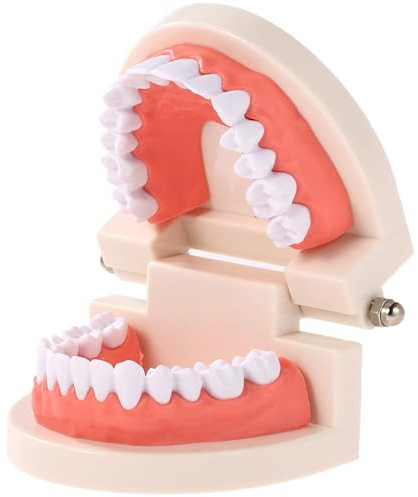FGXY Modello di Denti, Modello Standard Dentale, Modello Dentista, Modello Didattico Dentale, Modello Dentale Standard dei Denti dei Bambini di Dimostrazione dei Denti che Spazzolano il Modello
