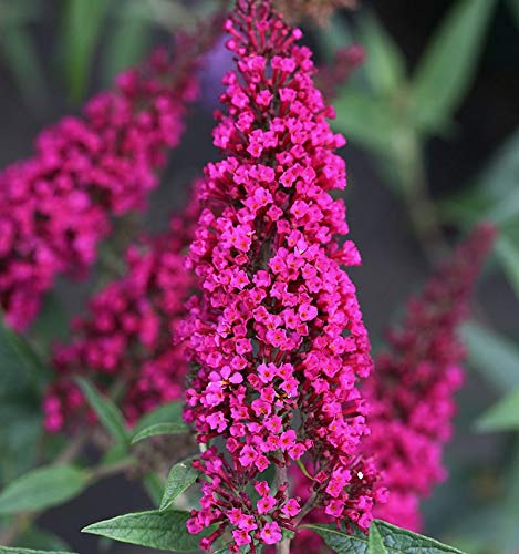 Schmetterlingsstrauch Buzz Velvet 30-40cm - Buddleja - lebende Gartenpflanze aus den Baumschulen