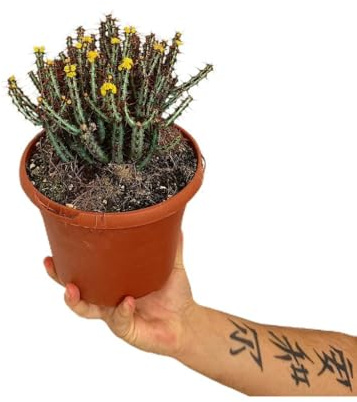 Euphorbia Aeruginosa | Maceta 17 cm | Planta natural de Exterior | Cactus y Suculentas | Tallos verdes y azulados | Flores amarillas