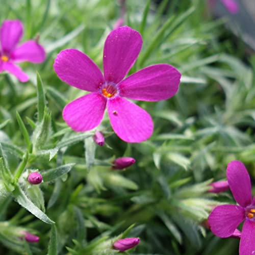6 x Phlox Douglasii 'Crackerjack' - Perenni Vaso 9cm x 9cm