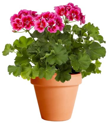 Geranio con Maceta de Cerámica DECOALIVE Planta con Flor Natural