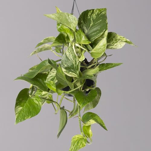 Efeutute 'Marble Queen', in Ampeltopf, Topf-Ø 15 cm