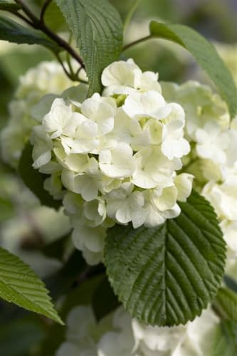 Viburnum plicatum 'Popcorn' 40–60 cm – Winterhart, Mehrjährig, Pflegeleicht – Japanischer Schneeball – Zierstrauch für Garten & Vorgarten