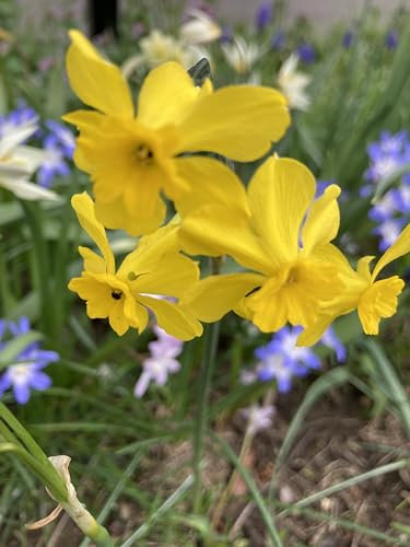 20 Mixed Dwarf Daffodil Bulbs (Narcissus) Free UK Postage