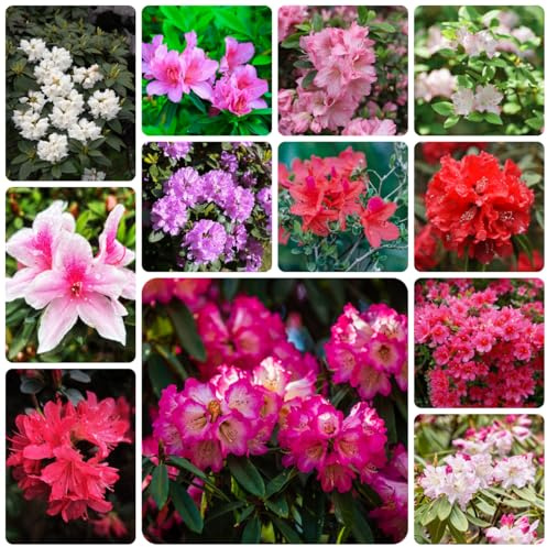 rhododendronsamen - winterharte stauden azalee outdoor exotische 50pcs