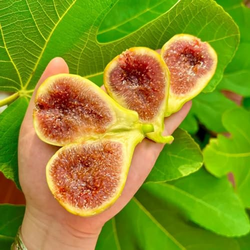 feigenbaum büropflanzen feigen dekopflanzen zwergobstbäume säulenobst robuste balkonpflanzen winterhart säulenobstbäume baumsamen hochbeete für garten zimmerbonsai bonsai spalierobst 900samen