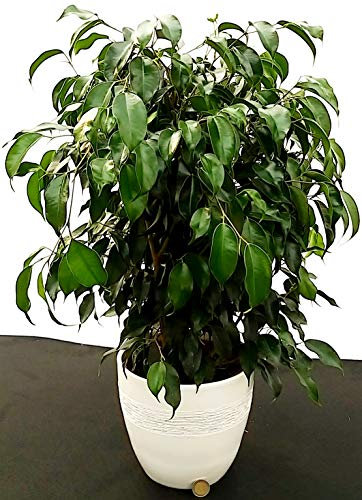 POWERS TO FLOWERS - FICUS BENJAMIN VERDE DANIEL IN VASO CERAMICA BIANCO RIGATO, pianta vera