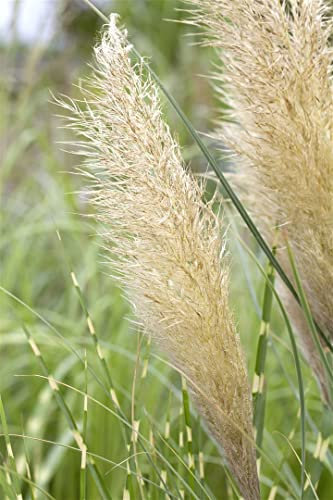 Cortaderia selloana 'Pumila' 9x9 cm Topf – Winterhart, Mehrjährig, Pflegeleicht – Zwerg-Pampasgras – Ziergras für Beet & Kübel