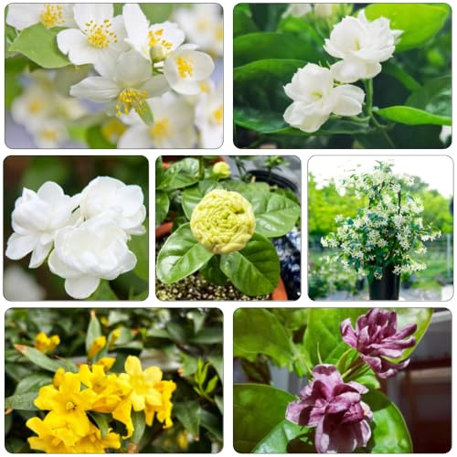 jasmin balkon garten schnittblumen winterharte stauden mehrjährig hochbeet balkon gartenkräuter robuste balkonpflanzen winterhart blumendeko blumensaat pflanztopf exotische 150samen