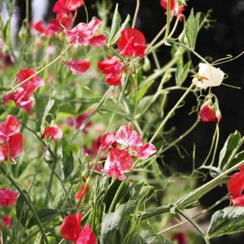 wicken - edelwicken gartenblumen balkonpflanzen duftwicke kletterpflanzen steingartenpflanzen gartendeko für draußen kräuterpflanzen zierblumen für sonnige plätze balkon blumenwiese 420samen