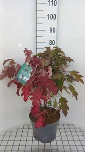 Hydrangea querc. 'Ice Crystal'® - Hortensia Ã€ Feuilles De Chêne 50-60 cm en pot