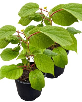 2er Set Kiwi Actinidia arguta Herma im 2 L Container, Selbstbefruchtend