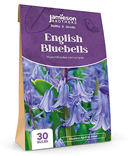 English Bluebell Bulbs 30 Bulb Pack, Quality True English Bluebells – Plant in Gardens, Borders & Flowerbeds – Flower Bulbs by Jamieson Brothers…