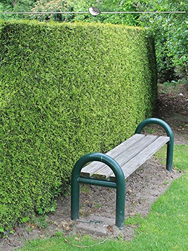 Lebensbaum Thuja Brabant 60-80 cm im Topf. 12x Heckenpflanze. Immergrüne Konifere