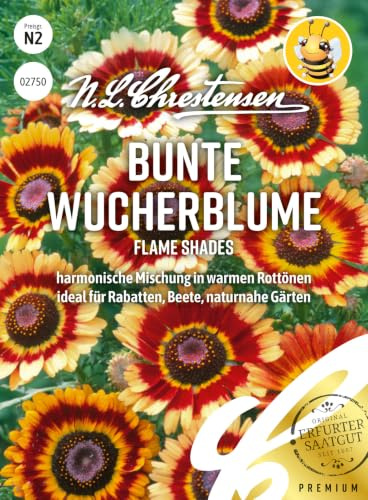 Bunte Wucherblume Flame Shades Samen | Mischung warmer Rottöne , Rabatte und Beete