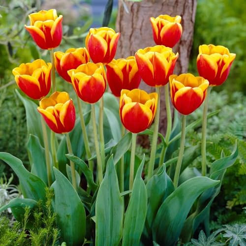 Tulipes Single Red-Yellow Passion - 25 Bulbes de Fleurs à Planter Exterieur - Plantes Vivaces Exterieur - Rustique - Naturelle Plantes de Hollande (pas de graines, non artificielle)