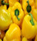 Semillas de verduras de pimiento amarillo 100 piezas