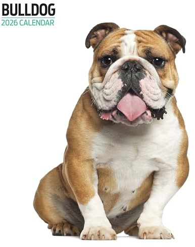 Bulldog 2026 Modern kalender