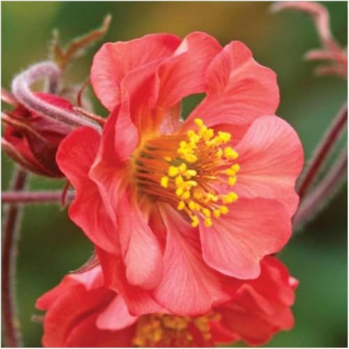 Stauden Gänge 1 x Geum rivale 'Flames of Passion' winterhart | Winterharte Staude für Sonne bis Halbschatten, Blüte Mai bis Juli, mehrjährig, 9x9 cm Topf