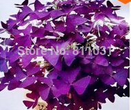 Shopvise mariposa trébol de la hoja del trébol Seeds, Púrpura (100 Piezas)