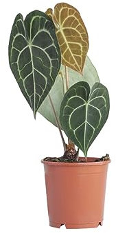 PLNTS - Anthurium Clarinervium - Zimmerpflanzen, Pflanzen Echt, Nachhaltige Verpackung Herzblattblume- 15cm Topf - Höhe 40cm - Direkt von der Gärtnerei