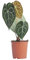 PLNTS - Anthurium Clarinervium - Piante da appartamento, piante vere, confezione sostenibile, vaso da 15 cm - Altezza 40 cm - Direttamente dal vivaio