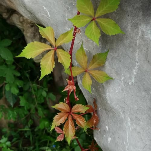 semi resistenti di vite selvatica - Parthenocissus quinquefolia - rare vecchie varietà balcone esterno 150pcs
