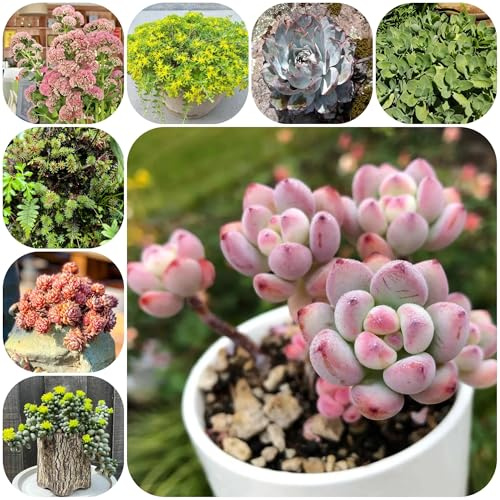 semillas de sedum, raras, decoración de sala de estar, de sedum, Macizo, exóticas resistentes al aire libre 100pcs