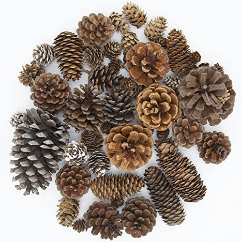 Puideon 50 PCS Natural Pine Cones Mixed Sizes for Acorn Decor,Vase Filler,Birthday Gifts,Rustic Home Decor