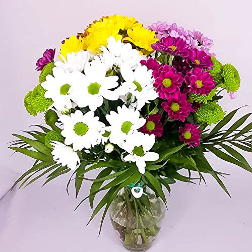 EL JARDÍ D´ESTHER - Ramo de margaritas naturales - Rosa, blanco, amarillo, verde - Entrega gratis en 24 horas de Lunes a Sábado - Tarjeta dedicatoria - Euforia