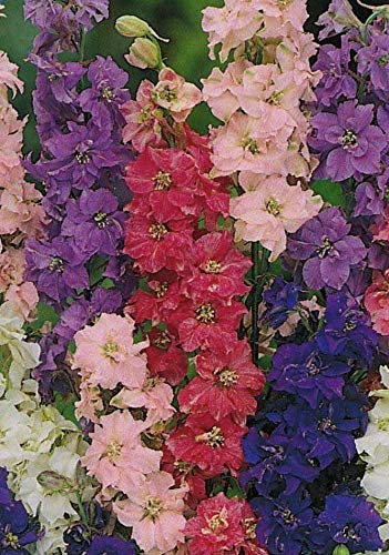 300 Seeds of Flower Larkspur Giant Imperial Mixed