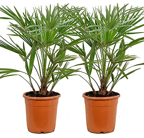 Bloomique - 2er Set - Chamaerops Humilis - Europäische Zwergpalme - Palmen Winterhart Draußen - Höhe 60-70 cm - Topf 21 cm