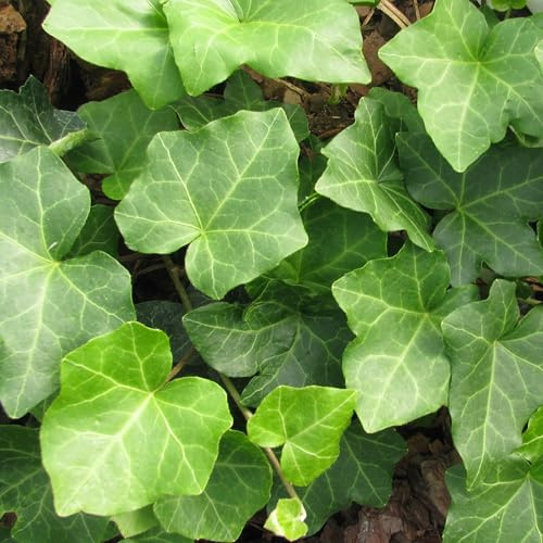 Thorndale Efeu 1L - Garten Pflanzen mit schönen Blüten - Die perfekte Dekoration für Ihr Grundstück - Für Anfänger und professionelle Gärtner - Garten Wanddekoration Für alle Jahreszeiten
