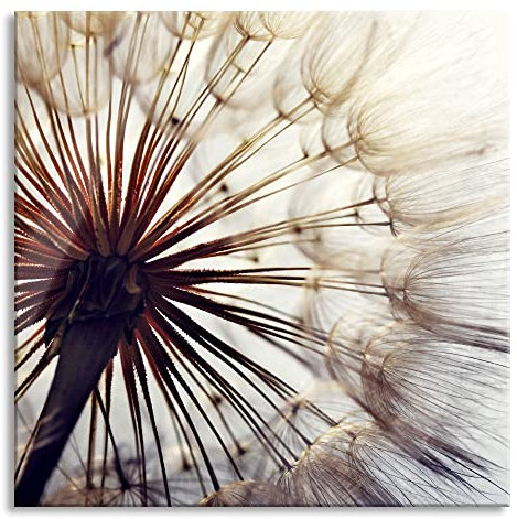 Pixxprint Glasbild, Wandbild auf Echtglas, Schöne Pusteblume, 50x50 cm, inkl. Aufhängung und Abstandshalter