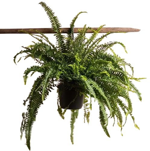 Planta de Tamaño Grande Helecho Colgador Gigante Natural