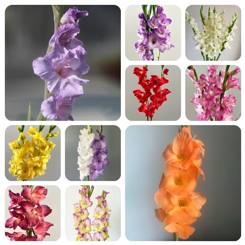 Bombilla de gladiolos,perennes resistentes,largo periodo de floración para una de jardín,de jardín,coloridas Decoración de oficina,10pcs