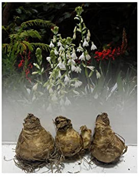 12 Galtonia Candicans (Summer Hyacinths) Bulbs White Summer Garden Perennial : - by GARTHWAITE NURSERIES® : - UK Stockist