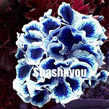 . 100 Pcs/Sac Geranium Fleur Plantes vivaces Fleur Pelargonium Peltatum Plante en Pot Géranium pour Jardin: 2